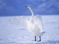 게임 우아한 백조 온라인