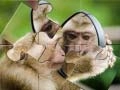 게임 침팬지 직소 퍼즐 온라인
