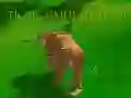 게임 호랑이 시뮬레이터 3D 온라인
