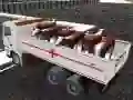 게임 트럭으로 농장동물 운송 온라인 게임 트럭으로 농장동물 운송 온라인