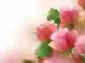 게임 핑크 장미 온라인 게임 핑크 장미 온라인