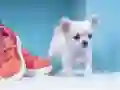 게임 사랑스러운 강아지 퍼즐 온라인 게임 사랑스러운 강아지 퍼즐 온라인