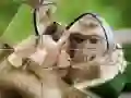 게임 침팬지 직소 퍼즐 온라인 게임 침팬지 직소 퍼즐 온라인
