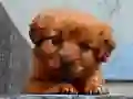 게임 강아지 퍼즐 온라인 게임 강아지 퍼즐 온라인