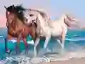 게임 동물 퍼즐: 말 온라인 게임 동물 퍼즐: 말 온라인
