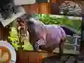 게임 직소 퍼즐 말 에디션 온라인 게임 직소 퍼즐 말 에디션 온라인