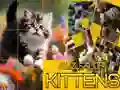 게임 퍼즐 미끄러지는 고양이 온라인